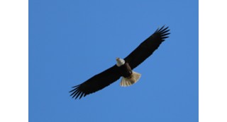 A bald eagle soaring in the sky.